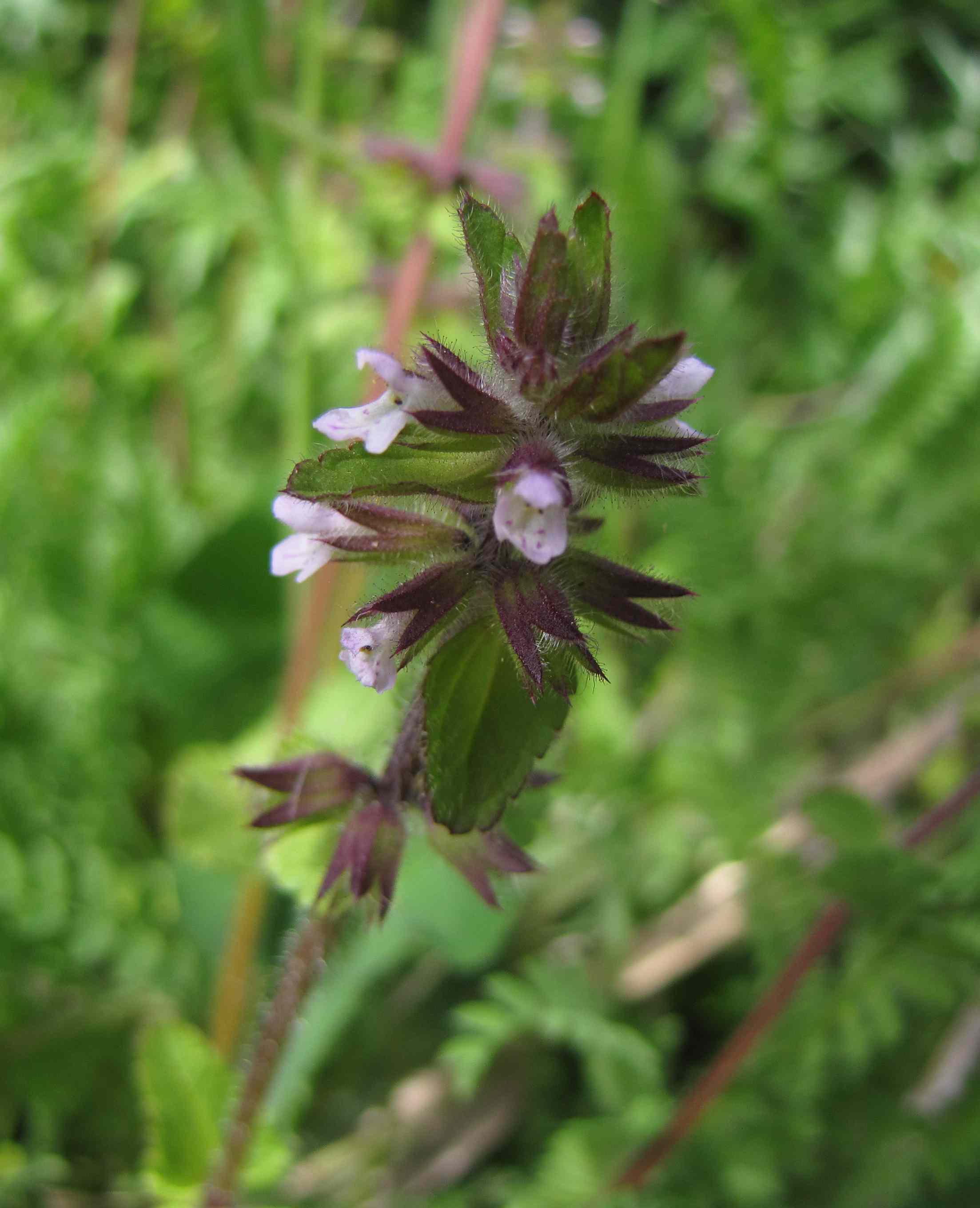 Stachys arvensis